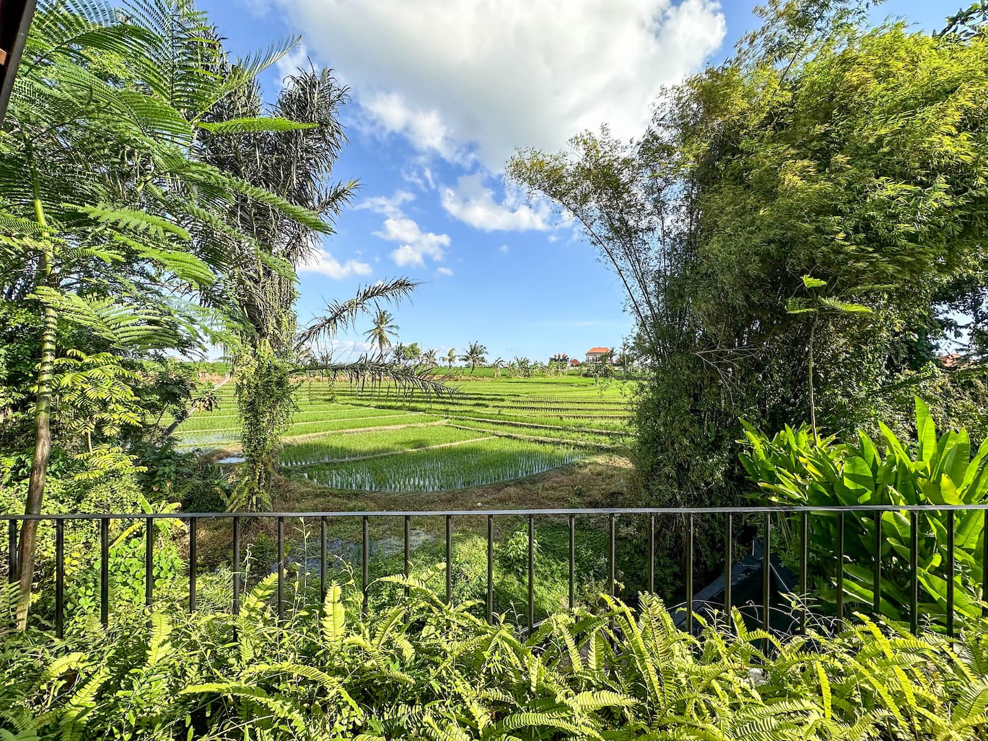 Rice paddies and palm trees beside the villa